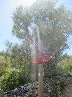 Wanderung Son Bou nach Es Canutells