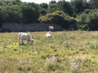 Wanderung von Es Migjorn Gran an den Strand von Cala Galdana