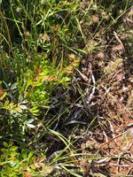 Wanderung von Es Migjorn Gran an den Strand von Cala Galdana