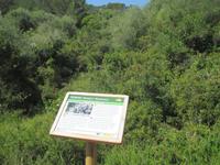 Wanderung von Es Migjorn Gran an den Strand von Cala Galdana