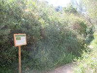 Wanderung von Es Migjorn Gran an den Strand von Cala Galdana