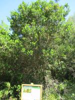 Wanderung von Es Migjorn Gran an den Strand von Cala Galdana