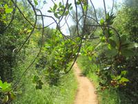 Wanderung von Es Migjorn Gran an den Strand von Cala Galdana