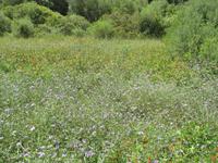 Wanderung von Es Migjorn Gran an den Strand von Cala Galdana