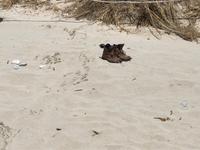 Wanderung von Es Migjorn Gran an den Strand von Cala Galdana