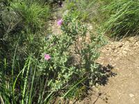 Wanderung von Es Migjorn Gran an den Strand von Cala Galdana
