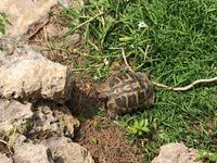 Kleiner Stadtrundgang in Binibeca