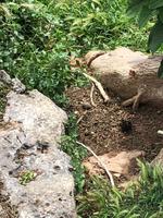 Kleiner Stadtrundgang in Binibeca