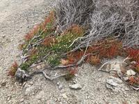 Wanderung im Naturpark S'Albufera von Favaritx nach Es Grau