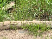 Wanderung im Naturpark S'Albufera von Favaritx nach Es Grau