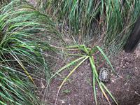 Naturpark S'Albufera