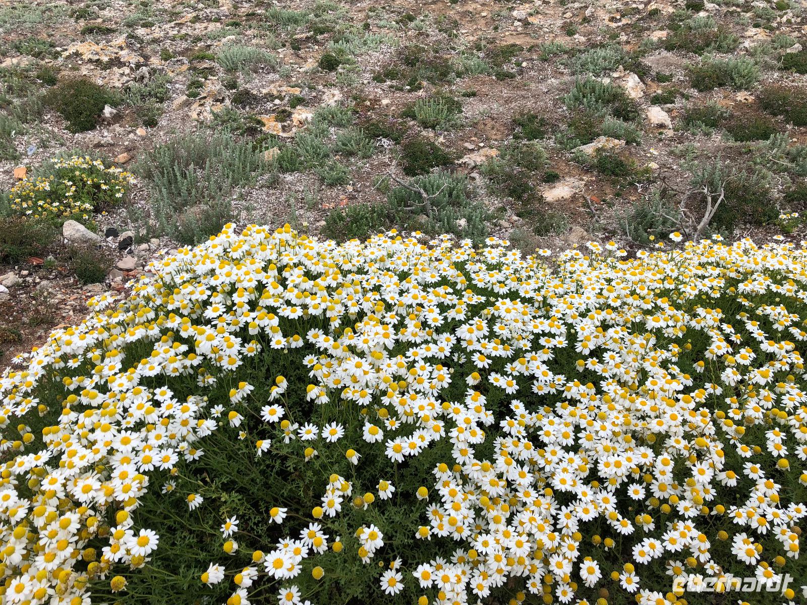 Spaziergang in Cala Blanca auf dem 
