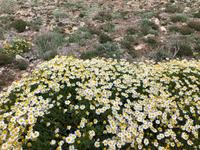 Spaziergang in Cala Blanca auf dem 