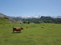 Wanderung in Covadonga um die Gletscherseen herum (2)