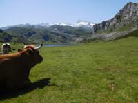 Wanderung in Covadonga um die Gletscherseen herum (6)