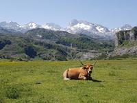 Wanderung in Covadonga um die Gletscherseen herum (13)
