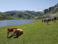 Wanderung in Covadonga um die Gletscherseen herum (19)