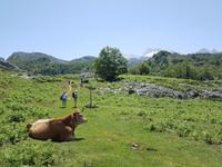 Wanderung in Covadonga um die Gletscherseen herum (24)