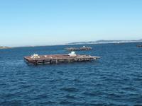 Muschelbänke in der Bucht von Arousa