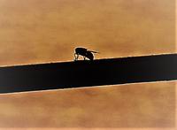 Stimmungsbild  - Insekt am Morgen in Tossa