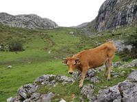 Wanderung bei den Covadonga-Seen (12)