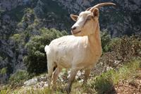 Cares Schlucht Wanderung - Picos de Europa (16)