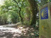 Auf dem Jakobsweg von Arzua nach O Pino (6)