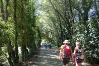 Auf dem Jakobsweg von Arzua nach O Pino (14)