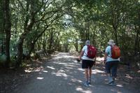 Auf dem Jakobsweg von Arzua nach O Pino (15)