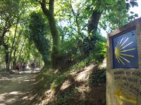 Auf dem Jakobsweg von Arzua nach O Pino (16)