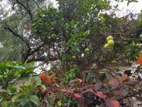 Teneriffa, Puerto de la Cruz, Risco Bello, Pampelmusenbaum