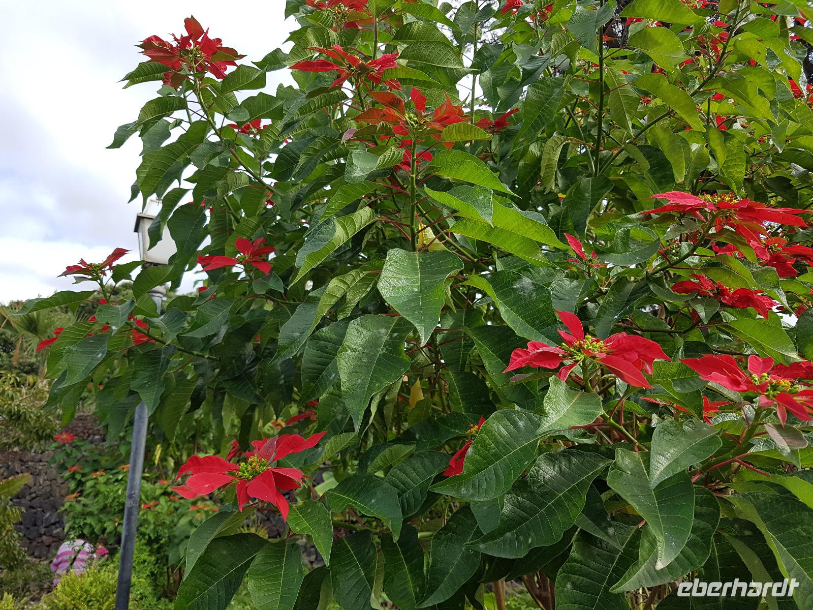Teneriffa, Puerto de la Cruz, Risco Bello, Weihnachtsstern