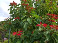 Teneriffa, Puerto de la Cruz, Risco Bello, Weihnachtsstern