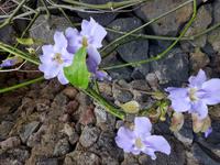 Teneriffa, Puerto de la Cruz, Risco Bello