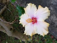 Teneriffa, Puerto de la Cruz, Risco Bello, Hibiskus