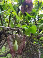 Teneriffa, Puerto de la Cruz, Risco Bello