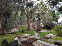 Teneriffa, Puerto de la Cruz, Risco Bello