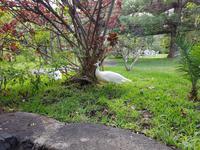 Teneriffa, Puerto de la Cruz, Risco Bello, Pfau