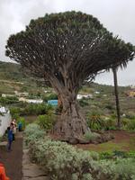 Teneriffa, Icod, Drachenbaum