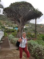 Teneriffa, Icod, Drachenbaum