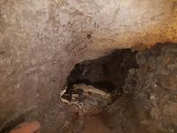 Teneriffa, Icod, Höhle mit Guanchen Mumie