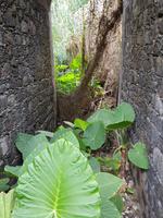 Teneriffa, Icod, Yams