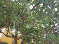 Teneriffa, Icod, Avocadobaum