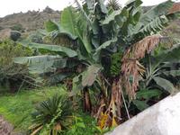 Teneriffa, Icod, Bananenstaude