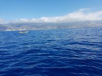 Teneriffa, Los Gigantes, Flipper UNO, Walbeobachtung