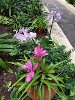 Teneriffa, Puerto de la Cruz, Garten Sitio Litre