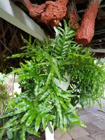 Teneriffa, Puerto de la Cruz, Garten Sitio Litre