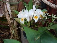 Teneriffa, Puerto de la Cruz, Garten Sitio Litre