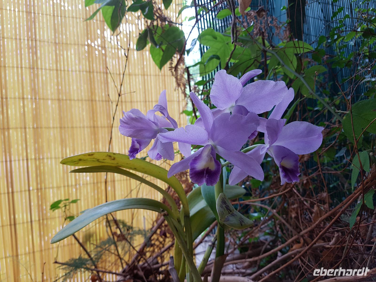 Teneriffa, Puerto de la Cruz, Garten Sitio Litre