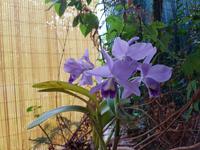 Teneriffa, Puerto de la Cruz, Garten Sitio Litre